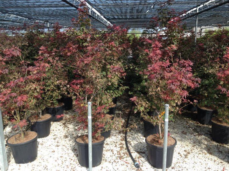 Artar japonez Bloodgood" 1.50 - 1.70 m  Acer palmatum "Bloodgood"