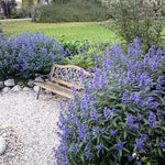 Caryopteris  ”Heavently Bleu ” 0.30 - 0.50 m  Caryopteris x clandonensis ” Heavently Bleu ”