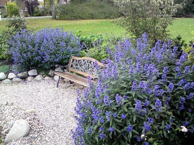 Caryopteris  ”Heavently Bleu ” 0.30 - 0.50 m  Caryopteris x clandonensis ” Heavently Bleu ”