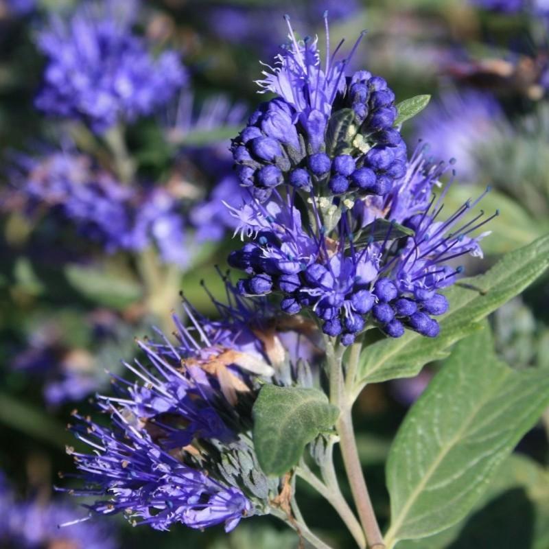 Caryopteris  ”Heavently Bleu ” 0.30 - 0.50 m  Caryopteris x clandonensis ” Heavently Bleu ”