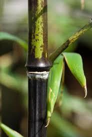 Bambus negru 1.50 -2.00 m  Phyllostachys nigra