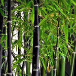 Black bamboo 1.50 -2.00 m Phyllostachys nigra