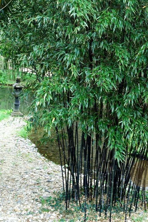 Bambus negru 1.50 -2.00 m  Phyllostachys nigra