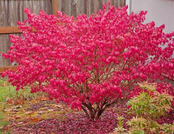 Euonymus alatus Compactus"multitulpinal 1.20 - 1.50 m  Euonymus alatus "Compactus"