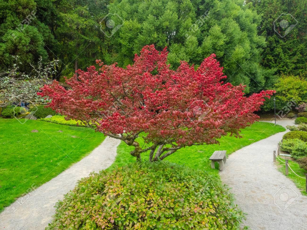 Euonymus alatus Compactus"multitulpinal 1.20 - 1.50 m  Euonymus alatus "Compactus"