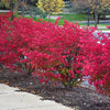 Euonymus alatus multitulpinal 1.20 - 1.50 m  Euonymus alatus