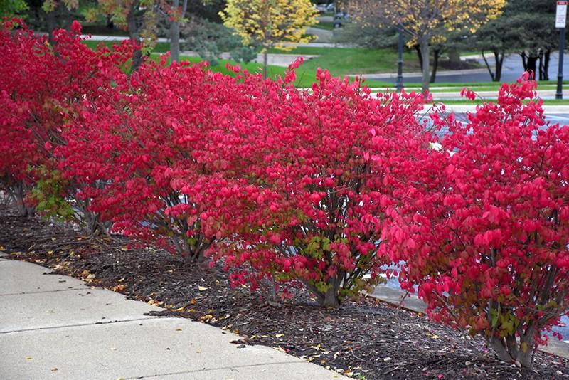 Euonymus alatus multitulpinal 1.20 - 1.50 m  Euonymus alatus