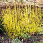 Horn "Flaviramea" 0.80 -1.00 m Cornus stolonifera "Flaviramea"