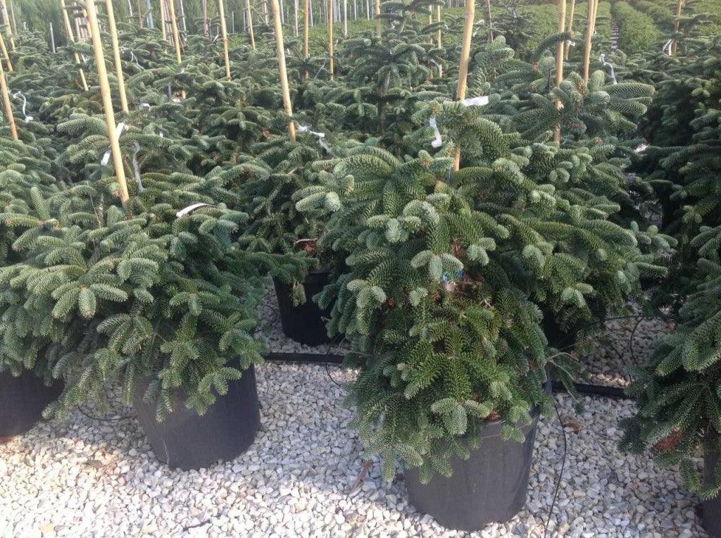 Brad Algerian  1.00 - 1.30 m  Abies numidica