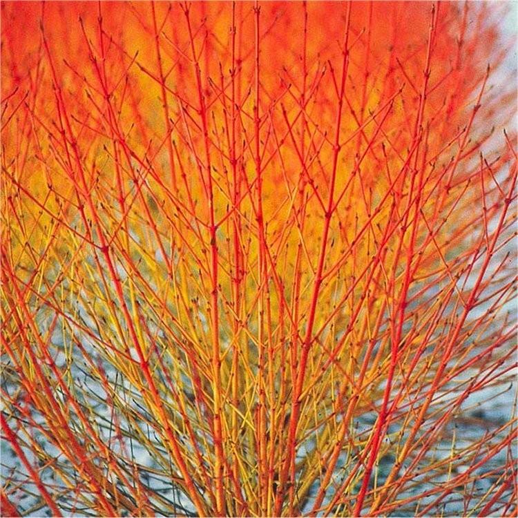 Sanger „Midwinter Fire” 1.00 -1.20 m  Cornus sanguinea „Midwinter Fire”