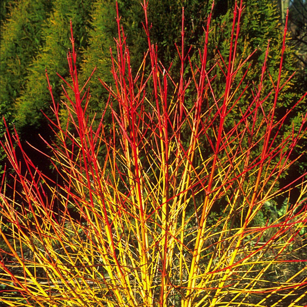 Sanger „Midwinter Fire” 1.00 -1.20 m  Cornus sanguinea „Midwinter Fire”