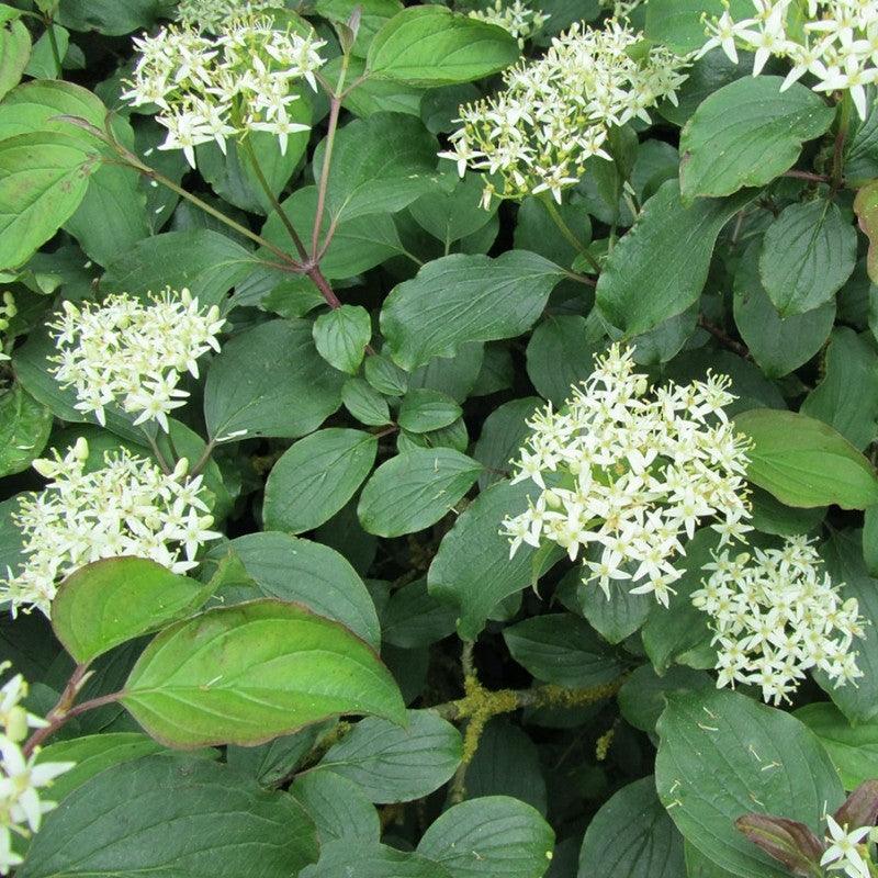 Sanger „Midwinter Fire” 1.00 -1.20 m  Cornus sanguinea „Midwinter Fire”