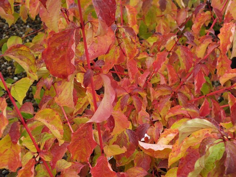 Sanger „Midwinter Fire” 1.00 -1.20 m  Cornus sanguinea „Midwinter Fire”