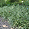 Carex "Ice Dance" 0.20 - 0.30 m Carex morrowii "Ice Dance"