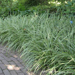 Carex "Ice Dance" 0.20 - 0.30 m Carex morrowii "Ice Dance"