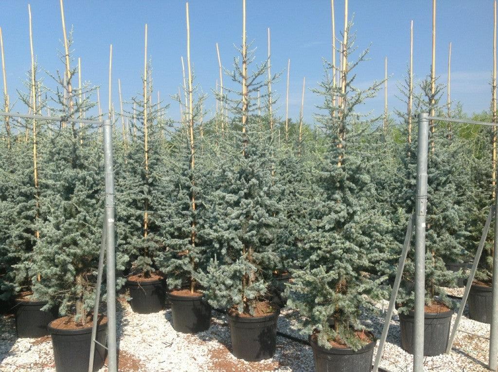 Cedru argintiu-albastru 1.70 - 2.00 m  Cedrus atlantica Glauca"