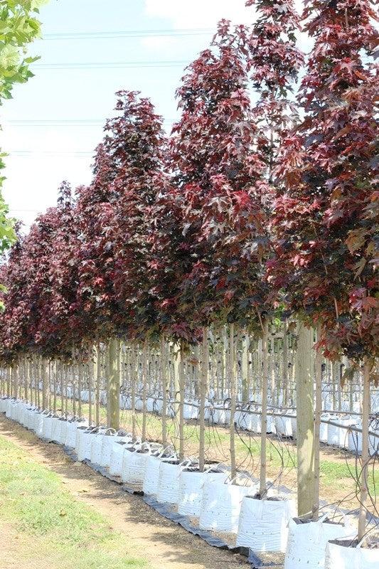 Artar rosu Crimson King" 2.50 - 3.00 m  Acer platanoides "Crimson King"