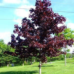 Artar rosu Crimson King" 2.50 - 3.00 m  Acer platanoides "Crimson King"