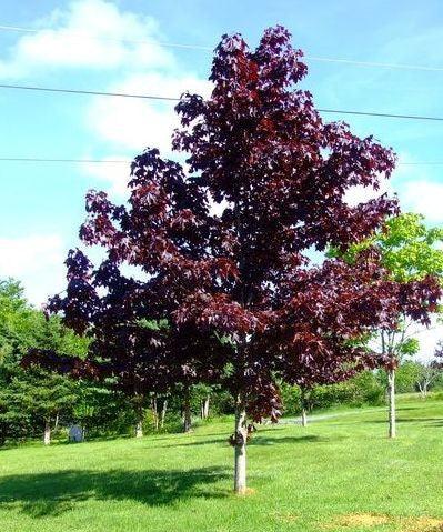 Artar rosu Crimson King" 2.50 - 3.00 m  Acer platanoides "Crimson King"