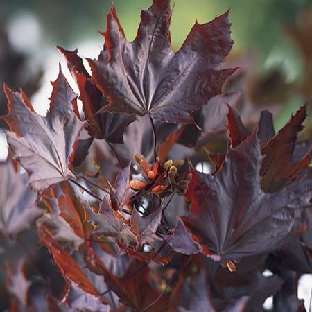 Artar rosu Crimson King" tufa 2.00 - 2.20 m  Acer platanoides "Crimson King"