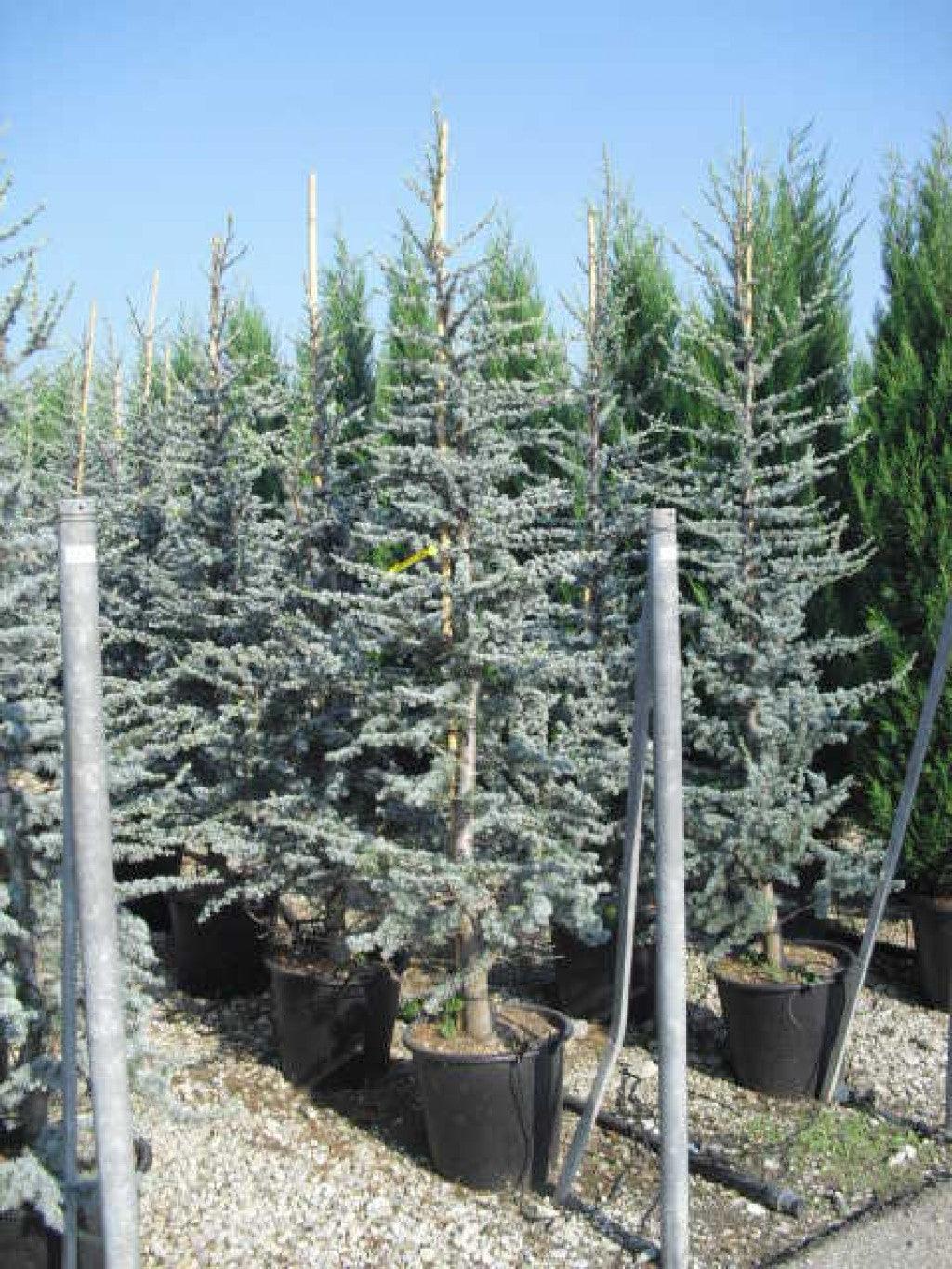 Cedru argintiu-albastru 1.70 - 2.00 m  Cedrus atlantica Glauca"