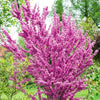 Judas tree bush 1.20 - 1.50 m Cercis chinensis Avondale