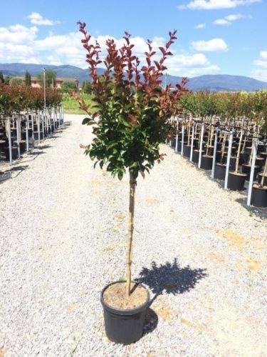 Liliac Indian Dynamite" arbore 1.70 - 2.00 m  Lagerstroemia Indica "Dynamite"