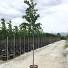 Silver lime 3.00 - 4.00 m Tilia hybrida Argentea"