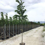 Silver lime 3.00 - 4.00 m Tilia hybrida Argentea"