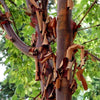 Maple with paper trunk 1.00 - 1.30 m (Acer griseum)