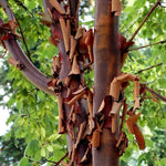 Maple with paper trunk 1.00 - 1.30 m (Acer griseum)