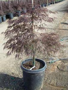 Artar japonez curgator „Crimson Queen 0.80 - 1.20 m  Acer palmatum dissectum „Crimson Queen”