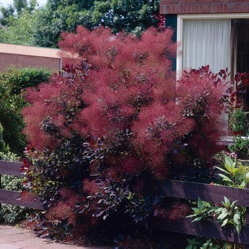 Scumpie „Royal Purple” 1.50 - 1.75 m  Cotinus coggygria „Royal Purple”