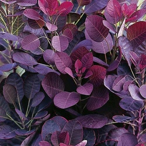 Scumpie „Royal Purple” 1.50 - 1.75 m  Cotinus coggygria „Royal Purple”