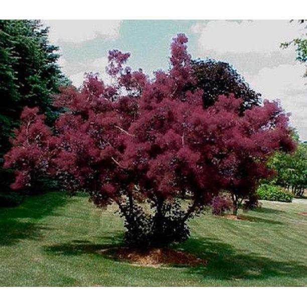 Scumpie „Royal Purple” 1.50 - 1.75 m  Cotinus coggygria „Royal Purple”