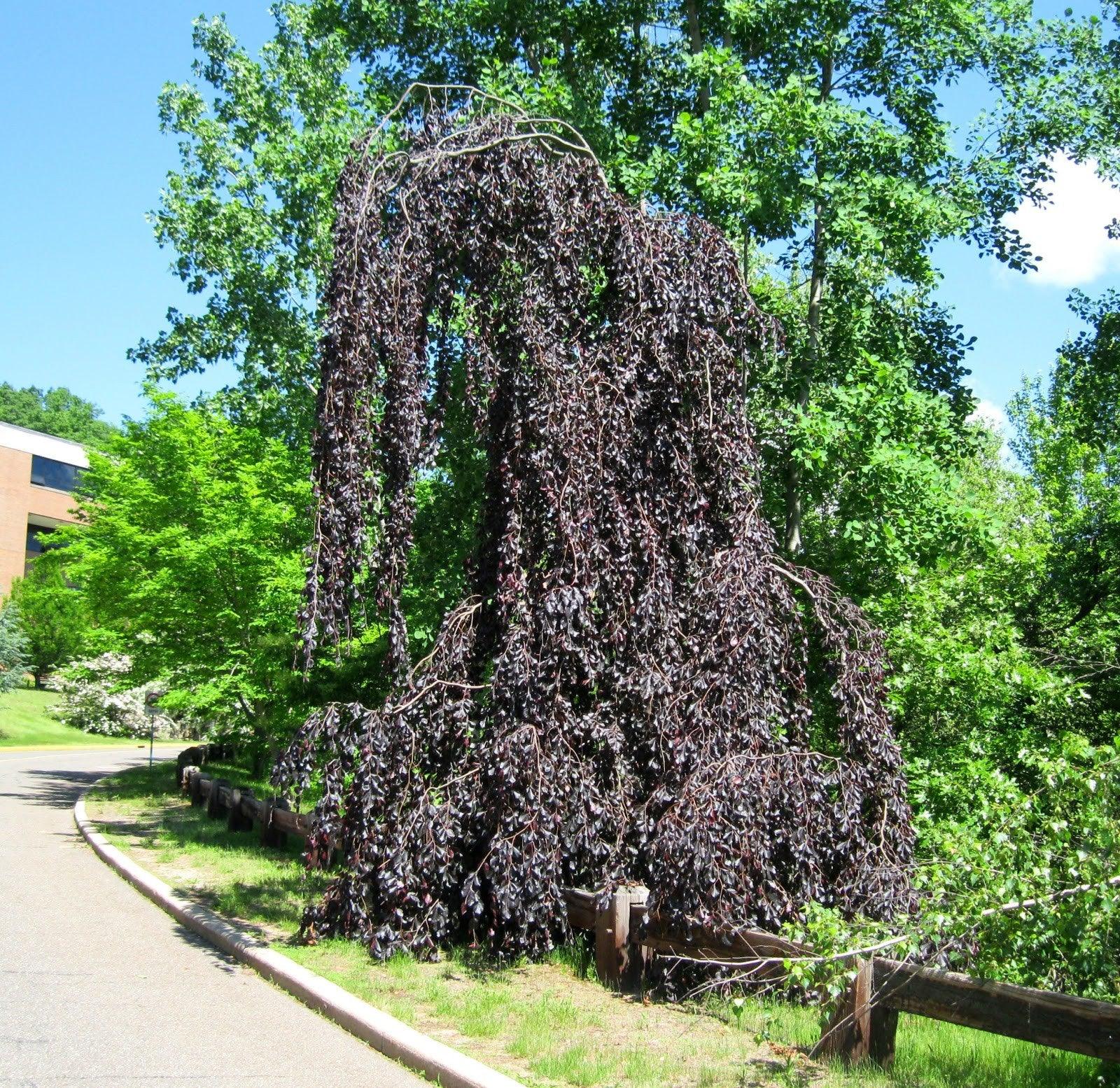 Fag rosu pendul 1.80 - 2.30 m  Fagus sylvatica „Purpurea Pendula”