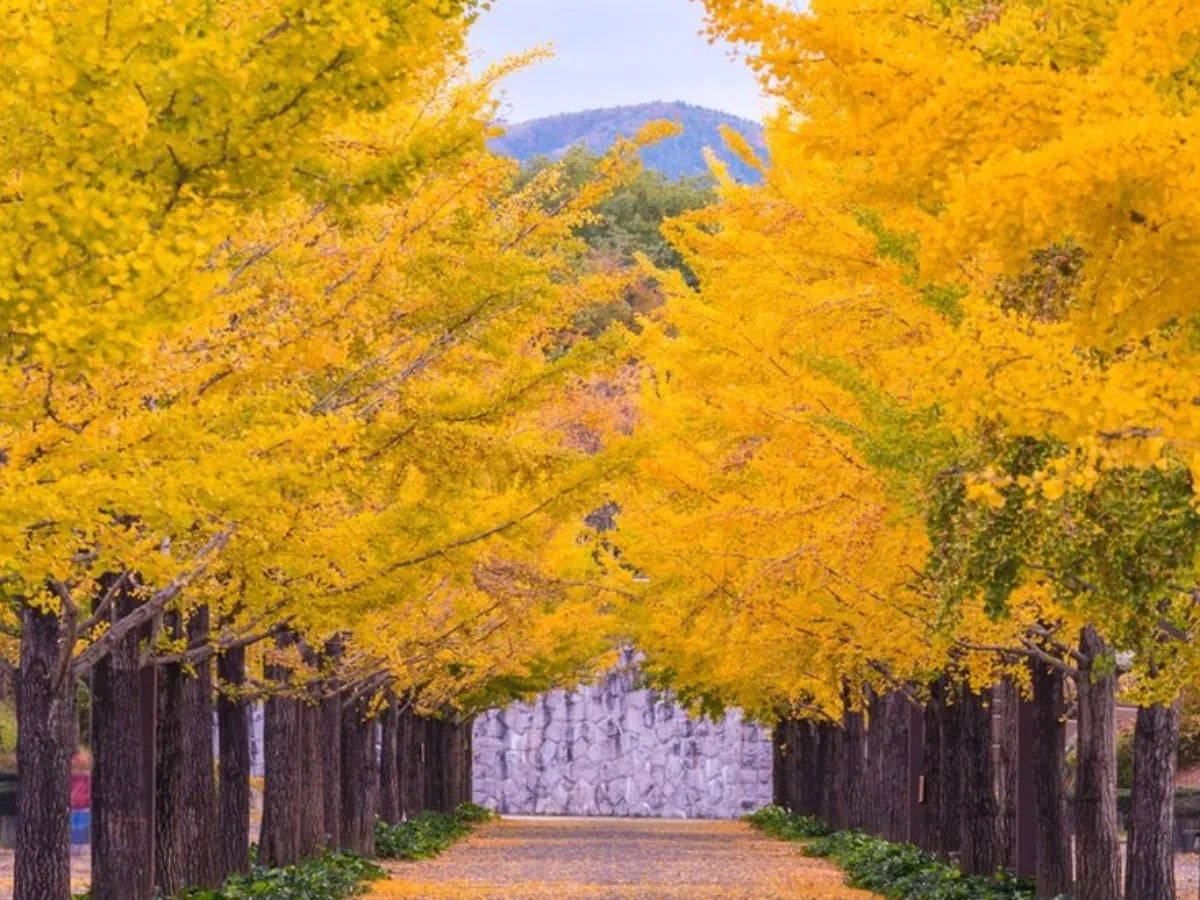 Arborele pagodelor 4.00 - 5.00 m  Ginko biloba