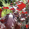 Fag rosu pendul 1.80 - 2.30 m  Fagus sylvatica „Purpurea Pendula”