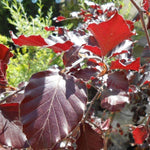 Fag rosu pendul 1.80 - 2.30 m  Fagus sylvatica „Purpurea Pendula”