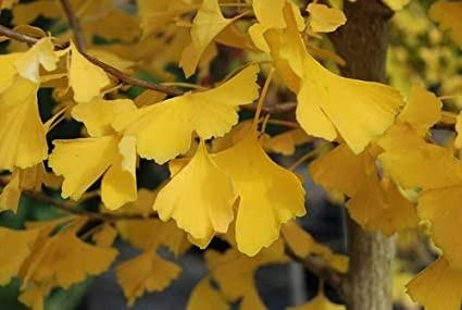 Arborele pagodelor „Autumn Gold” 3.00 - 4.00 m  Ginko biloba „Autumn Gold”