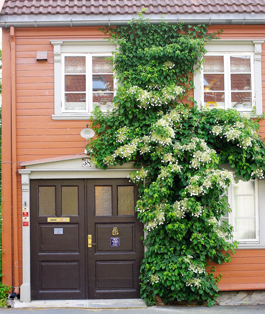 Hortensia cățărătoare 1.00 - 1.30 m  Hydrangea petiolaris