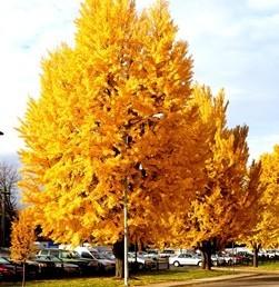 Arborele pagodelor „Autumn Gold” 3.00 - 4.00 m  Ginko biloba „Autumn Gold”