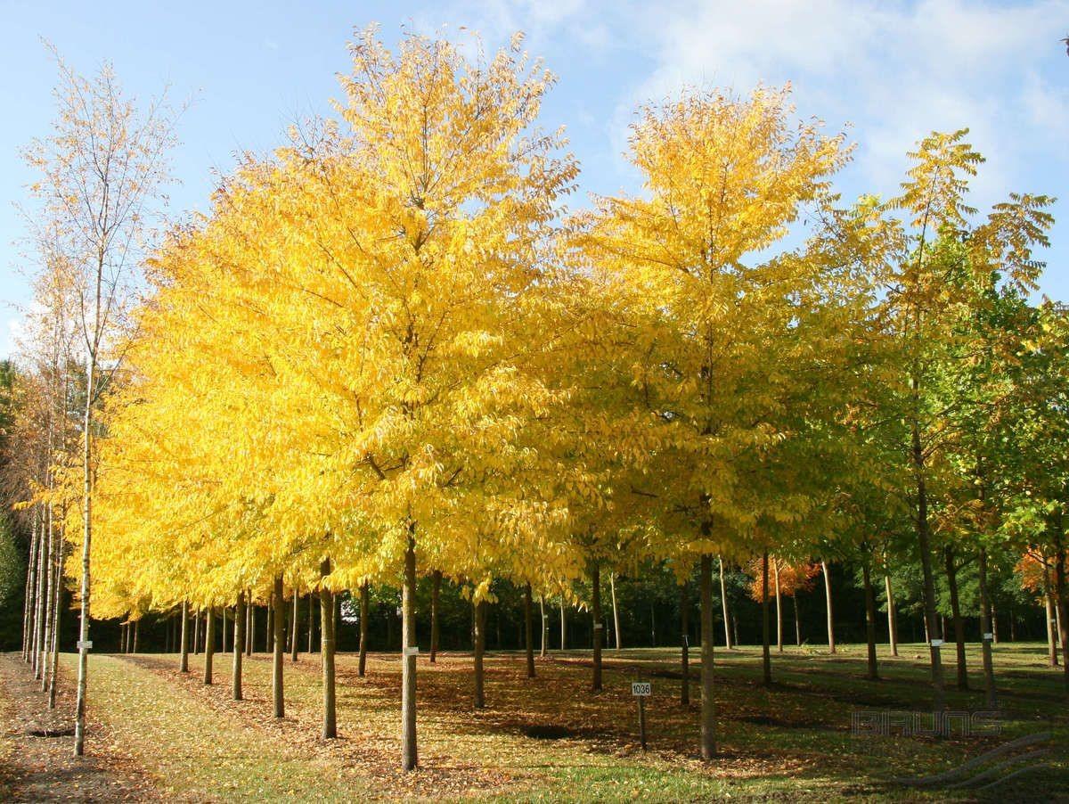 Arborele pagodelor „Autumn Gold” 3.00 - 4.00 m  Ginko biloba „Autumn Gold”