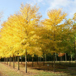 Arborele pagodelor „Autumn Gold” 2.00 - 2.50 m  Ginko biloba „Autumn Gold”