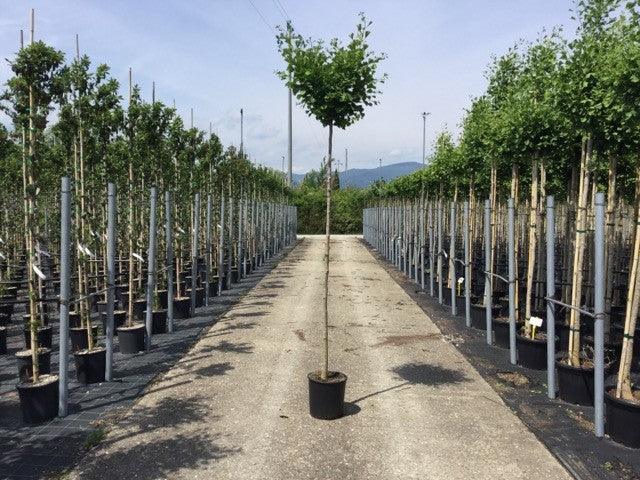 Arborele pagodelor „Autumn Gold” 2.00 - 2.50 m  Ginko biloba „Autumn Gold”