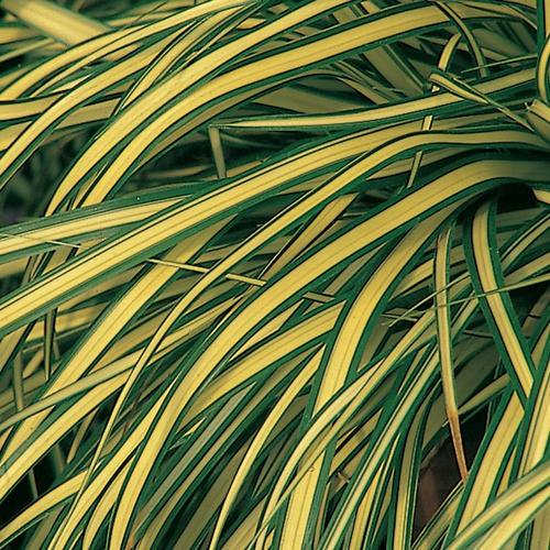 Carex „ Evergold  0.20 - 0.30 m  Carex hachijoensis „Evergold”