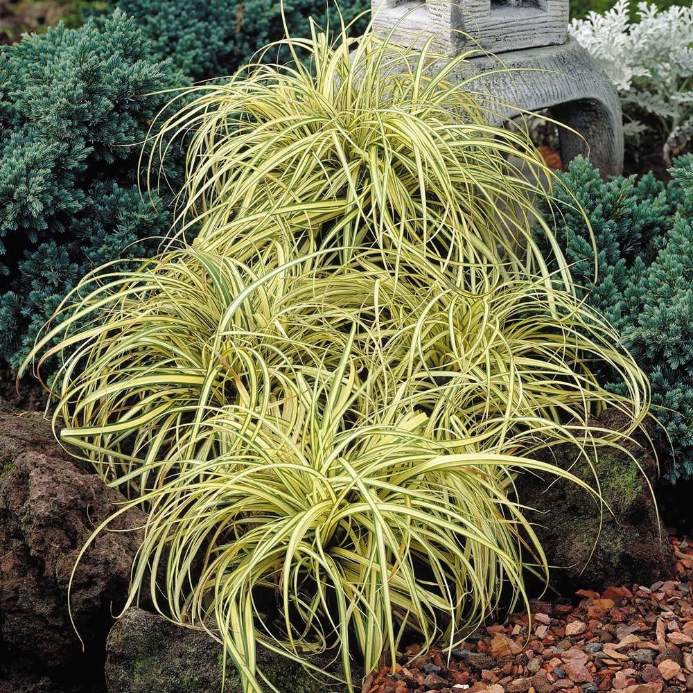 Carex „ Evergold  0.20 - 0.30 m  Carex hachijoensis „Evergold”