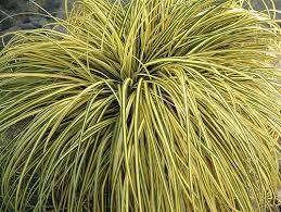 Carex „ Evergold  0.20 - 0.30 m  Carex hachijoensis „Evergold”