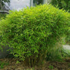 Dwarf evergreen bamboo 0.60 -0.80 m Fargesia murielae 'Rufa'