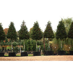 Ilex Nellie Stevens 3.00 - 3.50 m Ilex mutchagara 'Nellie R. Stevens'